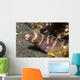 Small Adult Barred Moray Wall Decal
