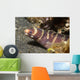 Small Adult Barred Moray Wall Decal