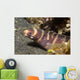Small Adult Barred Moray Wall Decal