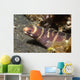 Small Adult Barred Moray Wall Decal