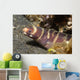 Small Adult Barred Moray Wall Decal