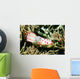 Gymnodoris Ceylonica Nudibranch Solomon Wall Decal