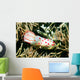 Gymnodoris Ceylonica Nudibranch Solomon Wall Decal
