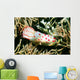 Gymnodoris Ceylonica Nudibranch Solomon Wall Decal