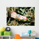 Gymnodoris Ceylonica Nudibranch Solomon Wall Decal