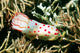 Gymnodoris Ceylonica Nudibranch Solomon Wall Decal