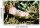 Gymnodoris Ceylonica Nudibranch Solomon Wall Decal