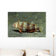 Juvenile Whitepatch Razorfish Iniistius Wall Decal