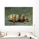 Juvenile Whitepatch Razorfish Iniistius Wall Decal