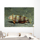 Juvenile Whitepatch Razorfish Iniistius Wall Decal