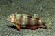Juvenile Whitepatch Razorfish Iniistius Wall Decal