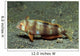 Juvenile Whitepatch Razorfish Iniistius Wall Decal