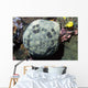 Cushion Star Culcita Novaeguieae Wall Decal