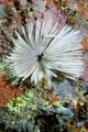 Common Feather Duster Worm Wall Decal