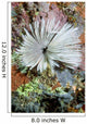 Common Feather Duster Worm Wall Decal