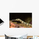 Close-up Schultz's Pipefish Corythoichtys Wall Decal