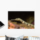 Close-up Schultz's Pipefish Corythoichtys Wall Decal