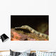 Close-up Schultz's Pipefish Corythoichtys Wall Decal