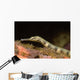 Close-up Schultz's Pipefish Corythoichtys Wall Decal