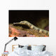 Close-up Schultz's Pipefish Corythoichtys Wall Decal