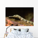 Close-up Schultz's Pipefish Corythoichtys Wall Decal