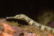 Close-up Schultz's Pipefish Corythoichtys Wall Decal