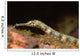 Close-up Schultz's Pipefish Corythoichtys Wall Decal