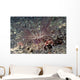 Harlequin Swimming Crab Lives Wall Decal