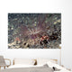 Harlequin Swimming Crab Lives Wall Decal