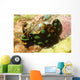 Nembrotha Kubaryana Nudibranch Solomon Wall Decal