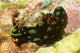 Nembrotha Kubaryana Nudibranch Solomon Wall Decal