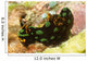 Nembrotha Kubaryana Nudibranch Solomon Wall Decal