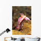 Mexichromis Mariei Nudibranch Solomon Wall Decal
