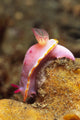 Mexichromis Mariei Nudibranch Solomon Wall Decal