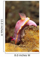 Mexichromis Mariei Nudibranch Solomon Wall Decal