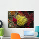 Bennett's Feather Star Oxycomanthus Wall Decal