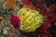 Bennett's Feather Star Oxycomanthus Wall Decal