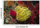 Bennett's Feather Star Oxycomanthus Wall Decal