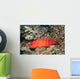 Flagtail Grouper Cephalopholis Urodeta Wall Decal