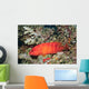 Flagtail Grouper Cephalopholis Urodeta Wall Decal