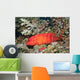 Flagtail Grouper Cephalopholis Urodeta Wall Decal