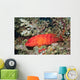 Flagtail Grouper Cephalopholis Urodeta Wall Decal
