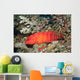 Flagtail Grouper Cephalopholis Urodeta Wall Decal