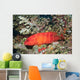 Flagtail Grouper Cephalopholis Urodeta Wall Decal