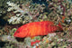 Flagtail Grouper Cephalopholis Urodeta Wall Decal