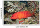 Flagtail Grouper Cephalopholis Urodeta Wall Decal