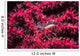 Translucent Gorgonian Shrimp Full Wall Decal