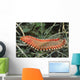 Bearded Fireworm Hermodice Carunculata Wall Decal