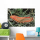 Bearded Fireworm Hermodice Carunculata Wall Decal