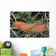 Bearded Fireworm Hermodice Carunculata Wall Decal
